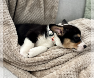 Pembroke Welsh Corgi Puppy for sale in KILGORE, TX, USA