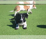 Small Photo #2 Basset Hound-Unknown Mix Puppy For Sale in Chestertown, MD, USA