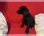 Small #15 Labrador Retriever