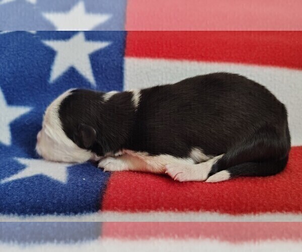 Medium Photo #18 Border Collie Puppy For Sale in NORBORNE, MO, USA