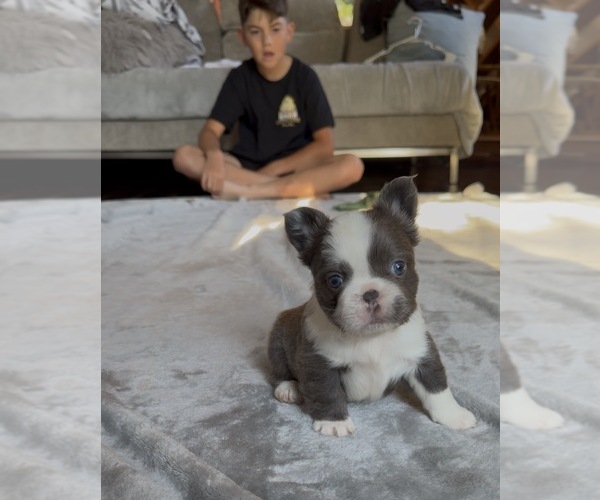 Medium Photo #3 French Bulldog Puppy For Sale in SACRAMENTO, CA, USA
