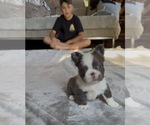 Small #2 French Bulldog