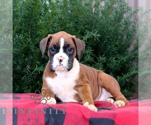 Boxer Puppy for sale in QUARRYVILLE, PA, USA