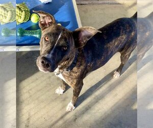 American Pit Bull Terrier Dogs for adoption in Cottonwood, AZ, USA