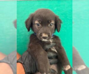 Border Collie-Unknown Mix Dogs for adoption in Visalia, CA, USA