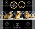 Small Photo #58 Poodle (Miniature) Puppy For Sale in WARSAW, IN, USA