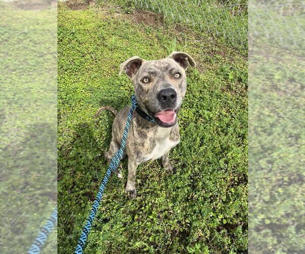 Medium Photo #4 Mutt Puppy For Sale in Abbeville, LA, USA
