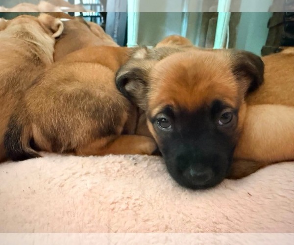 Medium Photo #3 Golden Dox Puppy For Sale in Roxboro, NC, USA