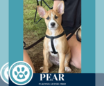 Small #4 Boxer Mix