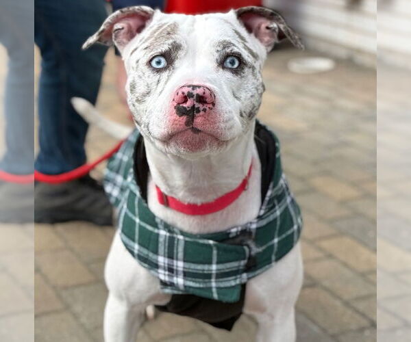 Medium Photo #3 Mutt Puppy For Sale in Canton, CT, USA