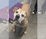 Small #3 Boxer Mix