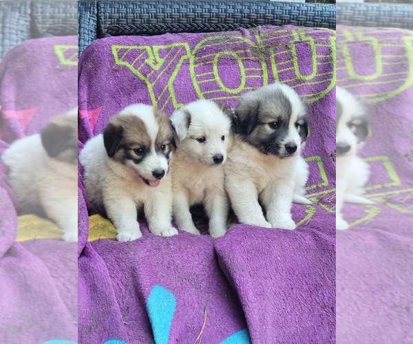 Medium Photo #1 Aussie Pyrenees Puppy For Sale in GATESVILLE, NC, USA