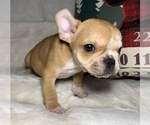 Small Photo #16 French Bulldog Puppy For Sale in JOHNS ISLAND, SC, USA