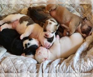 English Bulldog Puppy for sale in PALM BAY, FL, USA