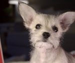 Small Photo #2 Schnauzer (Miniature) Puppy For Sale in PENSACOLA, FL, USA