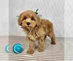 Small Photo #4 Cavapoo Puppy For Sale in GREENFIELD, IN, USA