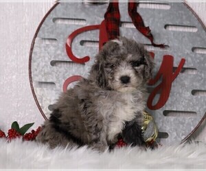 Bernedoodle-Poodle (Miniature) Mix Puppy for sale in FREDERICKSBG, OH, USA