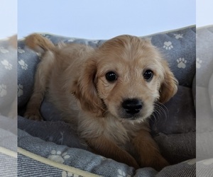 Cavachon Puppy for sale in FREDERICKSBURG, OH, USA