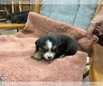 Puppy Puppy 3 Australian Shepherd