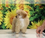 Pretzel - Male Poodle (Toy) Puppy for Sale - Photo #23
