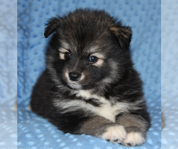 Medium Photo #11 Pomsky Puppy For Sale in DENTON, TX, USA
