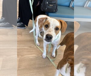 Beagle-Unknown Mix Dogs for adoption in Pearland, TX, USA