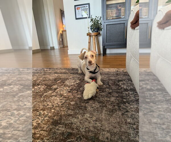 Medium Photo #2 Mutt Puppy For Sale in Evansville, IN, USA