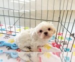 Small #13 Shih Tzu