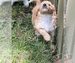 Small #8 Aussiedoodle