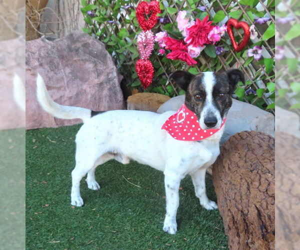 Medium Photo #1 Mutt Puppy For Sale in Oklahoma City, OK, USA