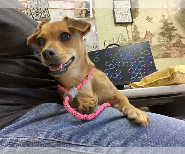 Medium Photo #8 Chiweenie Puppy For Sale in San Francisco, CA, USA