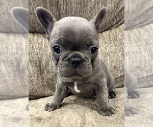 Medium French Bulldog