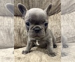 Puppy Ruckas French Bulldog