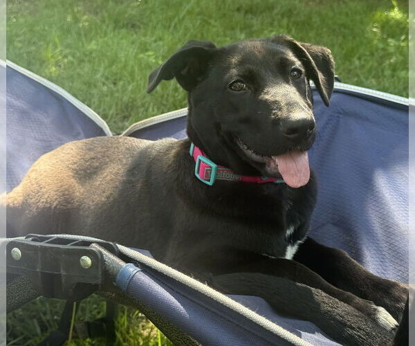 Medium Photo #29 Labrador Retriever-Unknown Mix Puppy For Sale in OKLAHOMA CITY, OK, USA