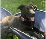 Small #28 Labrador Retriever Mix