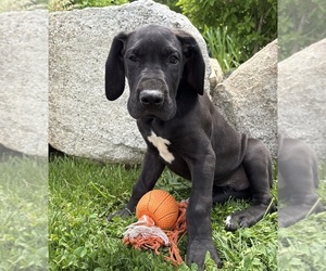 Great Dane Puppy for sale in MIDDLEBURY, IN, USA
