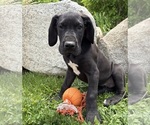 Image preview for Ad Listing. Nickname: Teddy