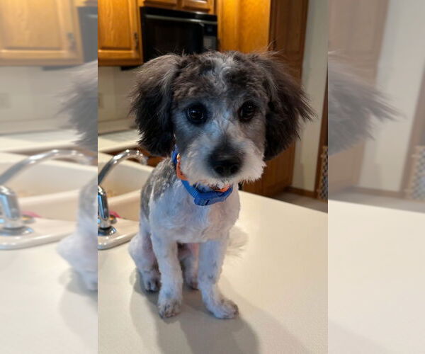 Medium Photo #2 Havanese-Unknown Mix Puppy For Sale in South Bend, IN, USA