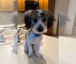 Small #1 Havanese Mix