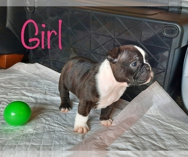 Medium Photo #3 American Bully Puppy For Sale in VACAVILLE, CA, USA