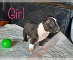 Small Photo #3 American Bully Puppy For Sale in VACAVILLE, CA, USA