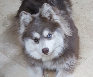Father of the Pomsky puppies born on 07/11/2022