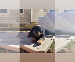 Small Photo #1 Rottweiler Puppy For Sale in FORT WASHINGTON, MD, USA