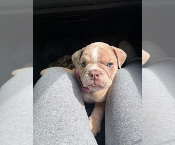 Medium Photo #1 English Bulldog Puppy For Sale in SANTA ANA, CA, USA