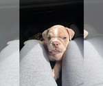Small English Bulldog