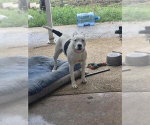 American Staffordshire Terrier-Unknown Mix Dogs for adoption in San Antonio, TX, USA