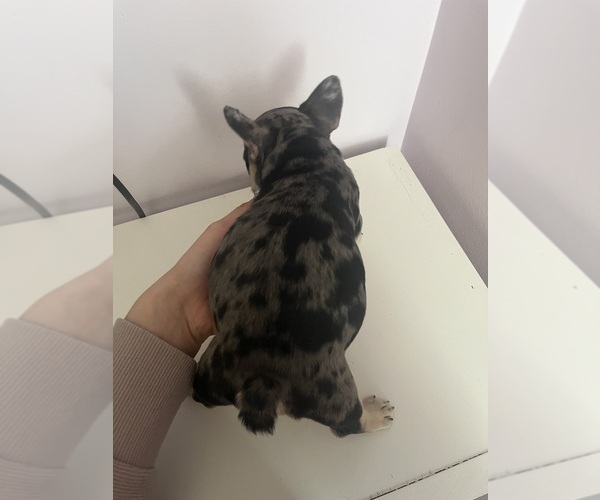 Medium Photo #6 French Bulldog Puppy For Sale in OSWEGO, IL, USA