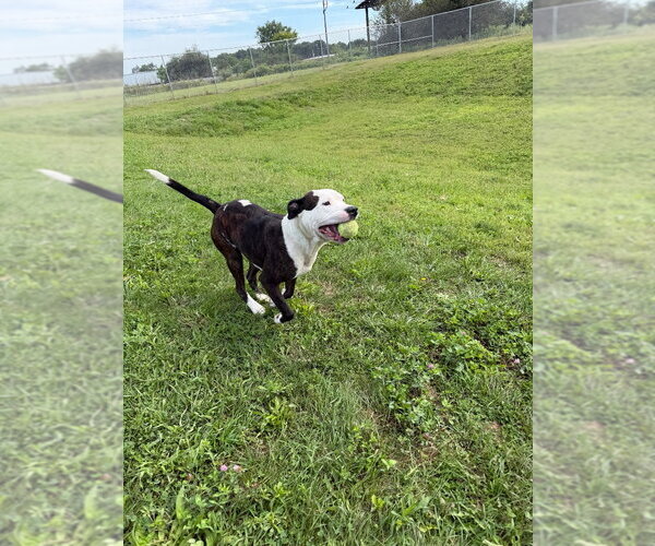 Medium Photo #2 American Staffordshire Terrier Puppy For Sale in Pierceton , IN, USA