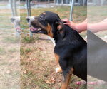 Small #3 Mutt