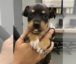 Small American Pit Bull Terrier